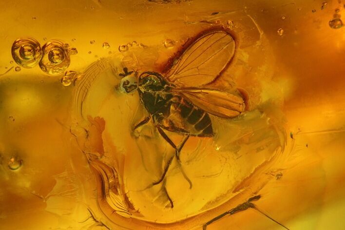 Fossil Fly (Diptera) In Baltic Amber #139031